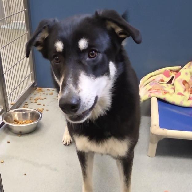 Daisy, Adoptable, Young Female Mixed Breed.