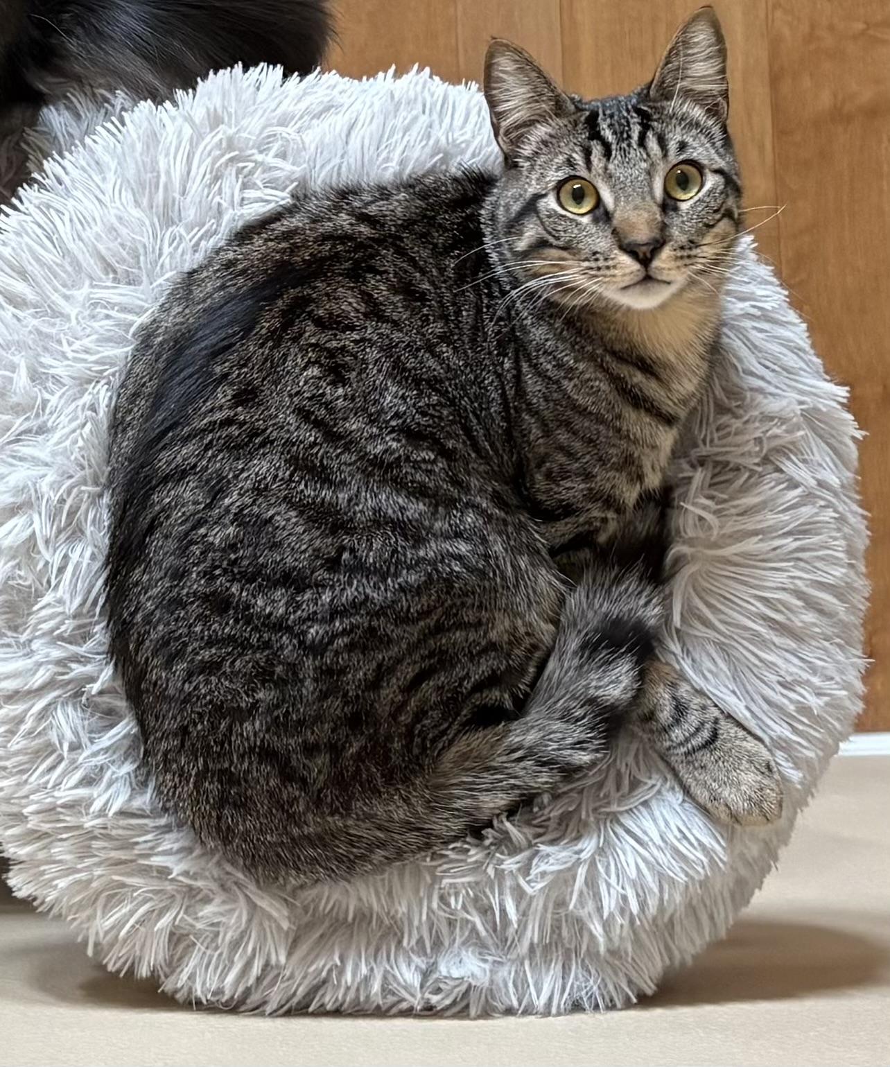 Jonquil and Lilac INDOOR ONLY, a Adoptable mixed breed in Stockton, CA image 1/6