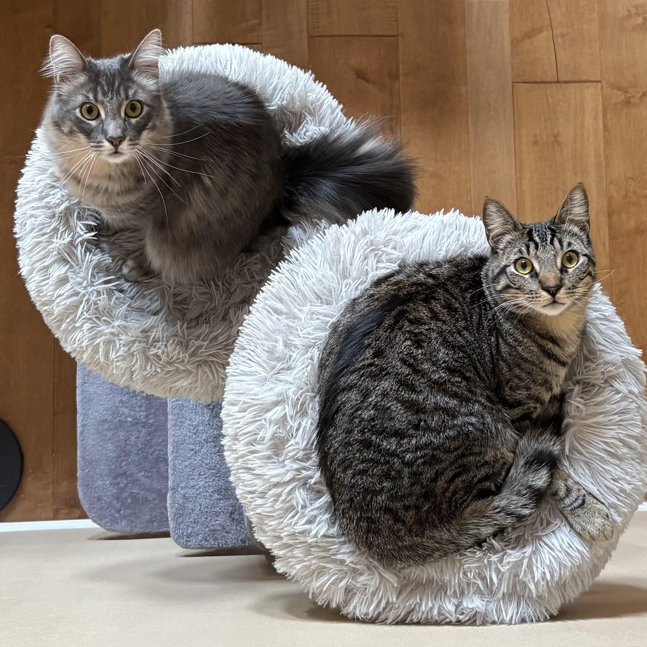 Jonquil and Lilac INDOOR ONLY, a Adoptable mixed breed in Stockton, CA image 2/6