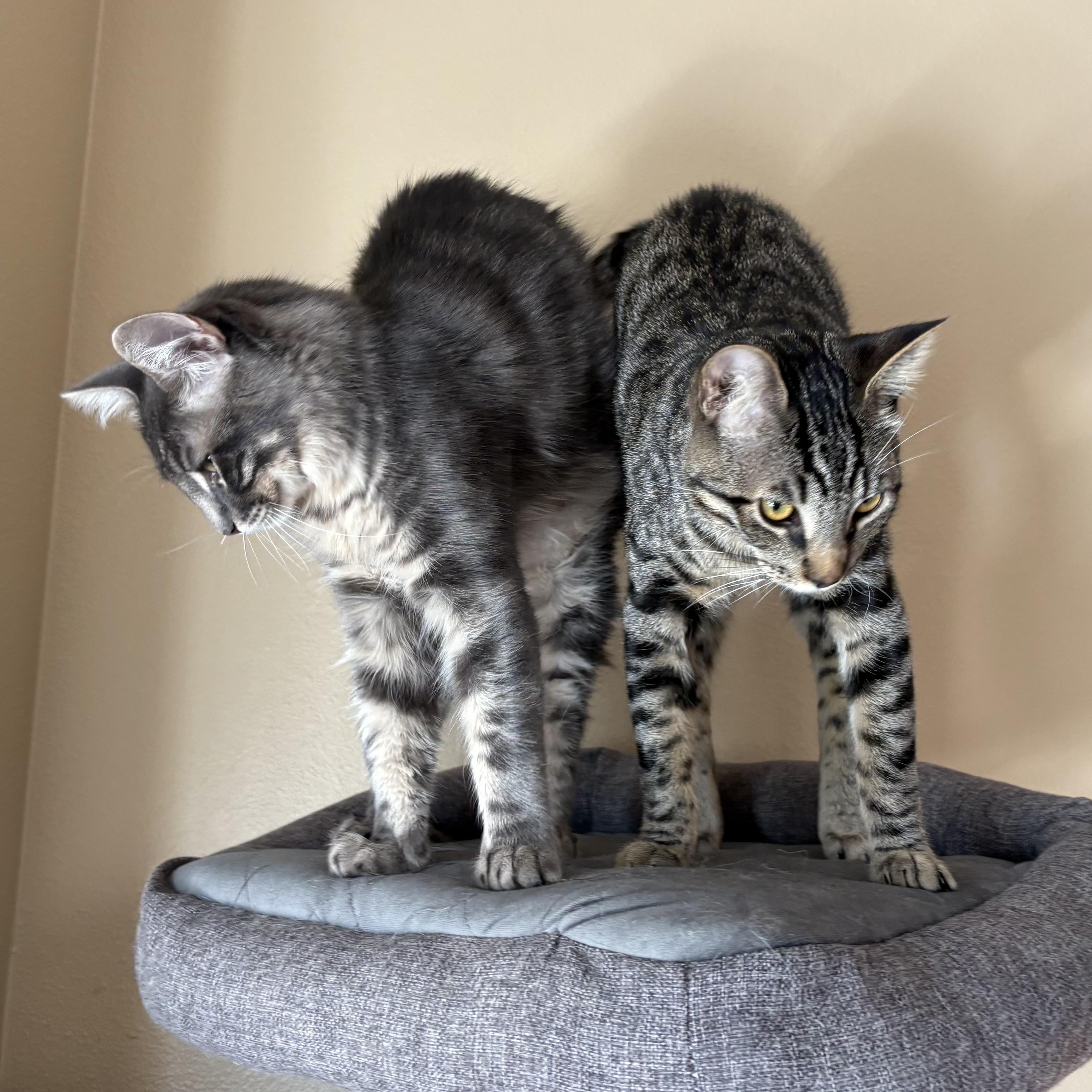 Jonquil and Lilac INDOOR ONLY, a Adoptable mixed breed in Stockton, CA image 4/6