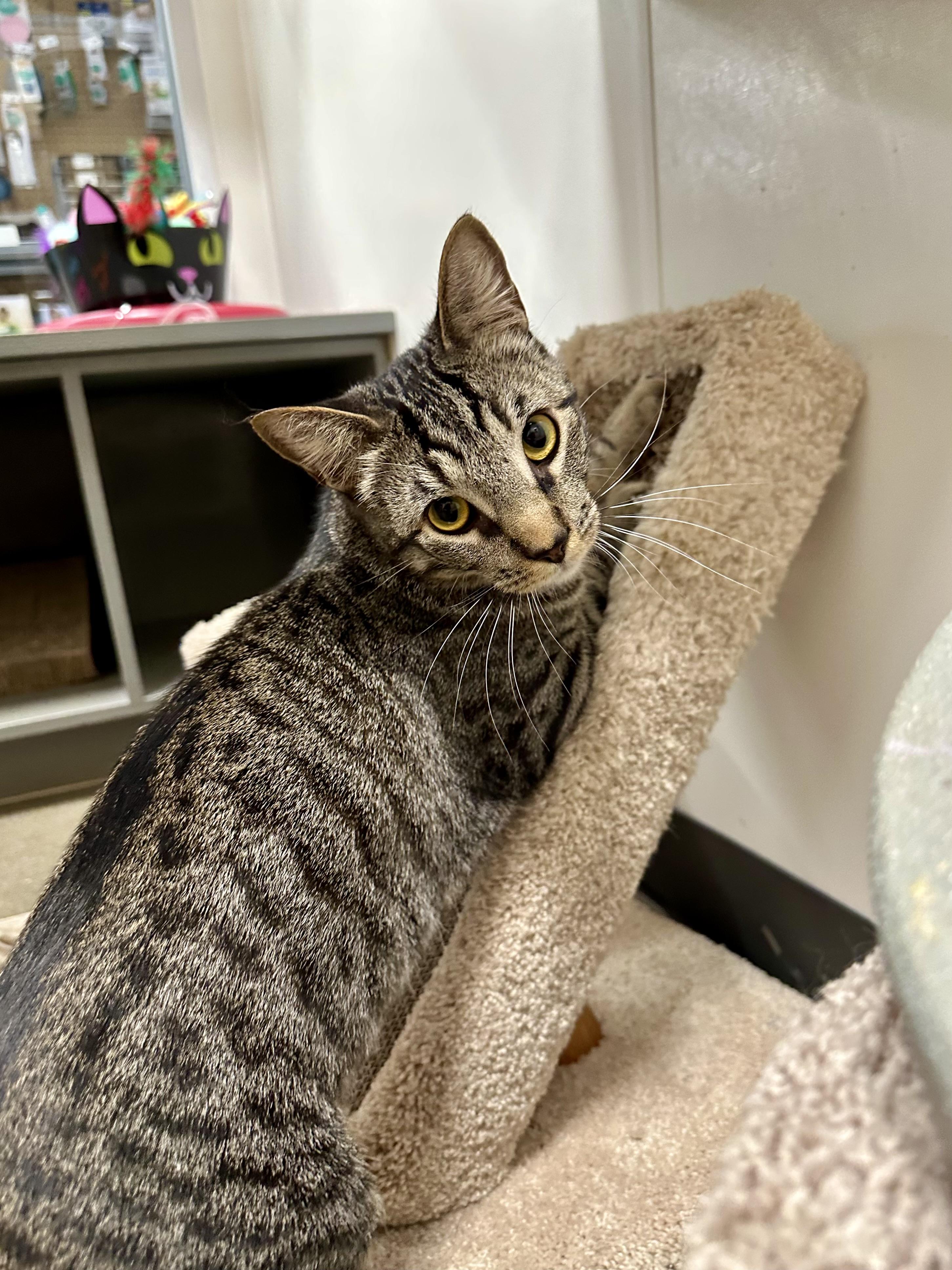 Jonquil and Lilac INDOOR ONLY, a Adoptable mixed breed in Stockton, CA image 5/6