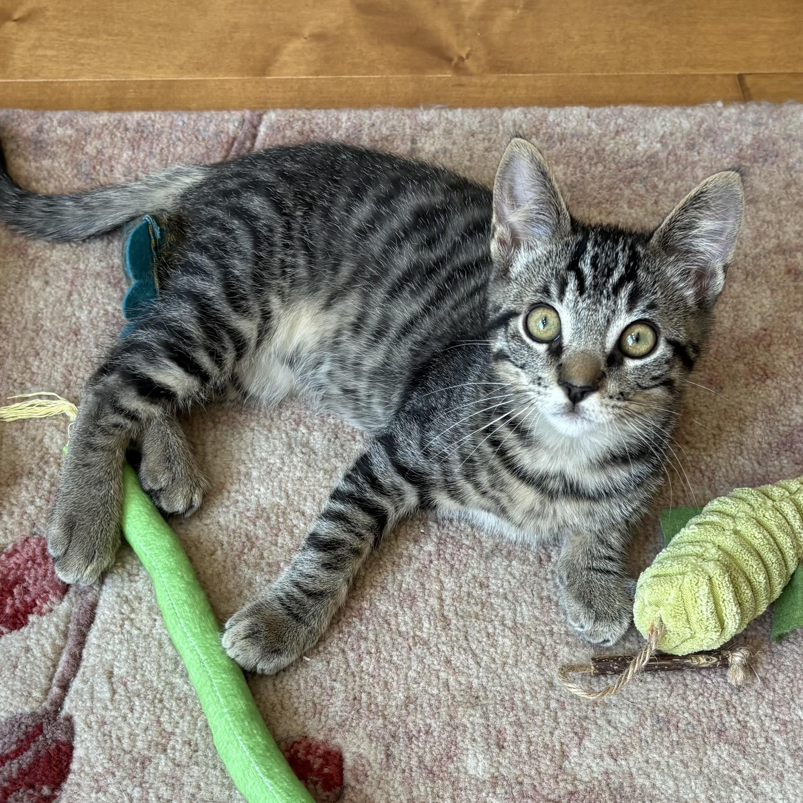 Jonquil and Lilac INDOOR ONLY, a Adoptable mixed breed in Stockton, CA image 3/6