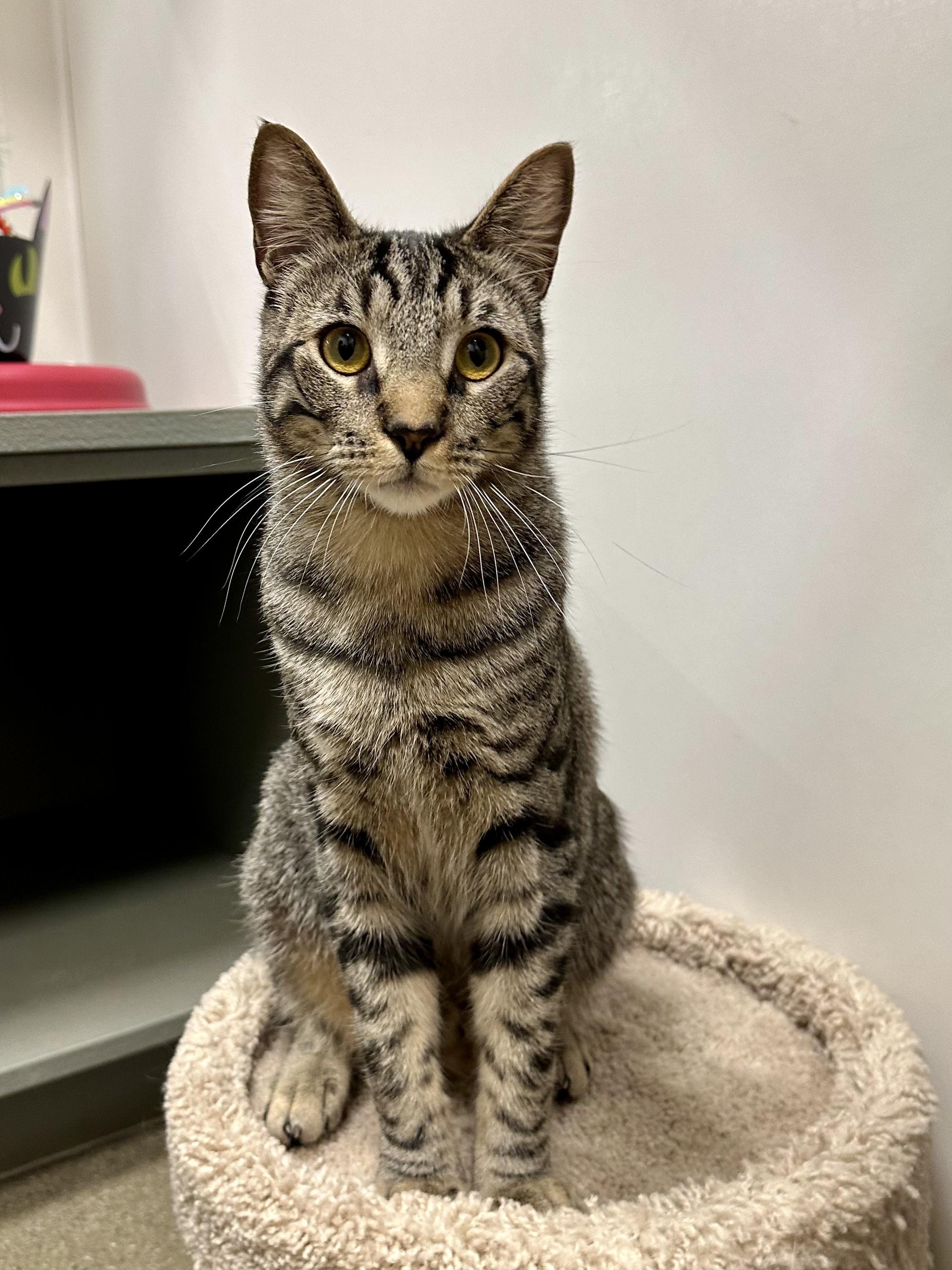 Jonquil and Lilac INDOOR ONLY, a Adoptable mixed breed in Stockton, CA image 6/6