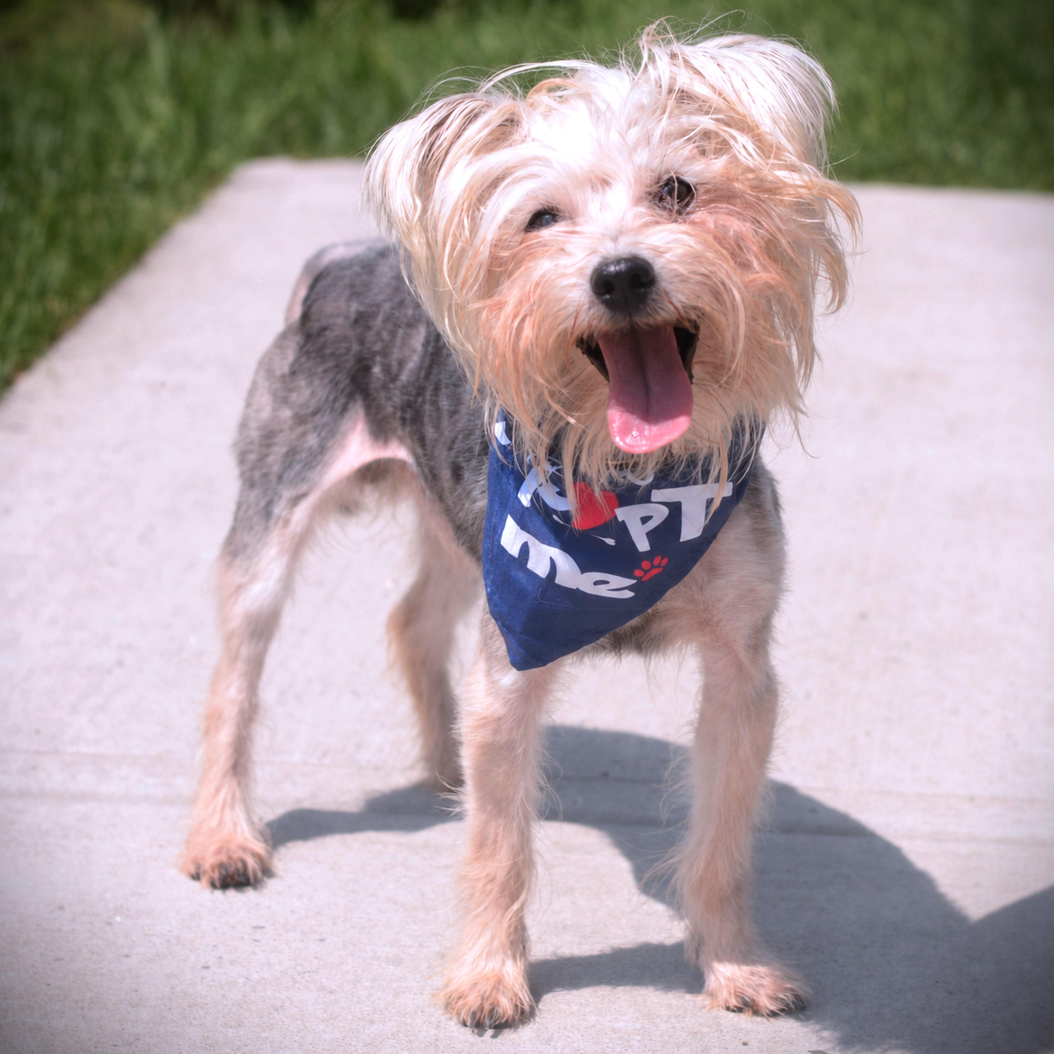 Enlarge Bugatti, a Adoptable Yorkshire Terrier in Amsterdam, NY image 2/2