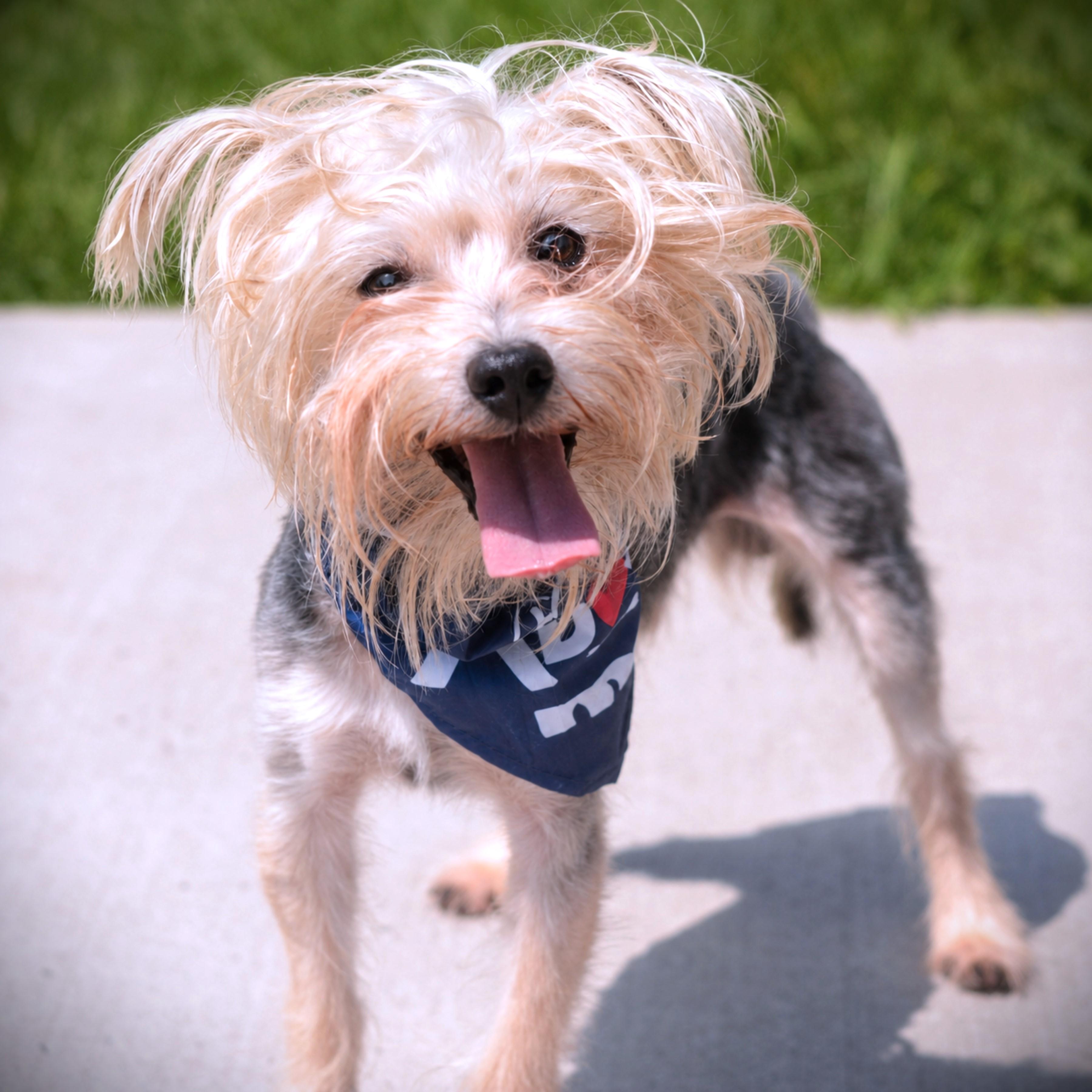 Bugatti, Adoptable, Adult Male Yorkshire Terrier.