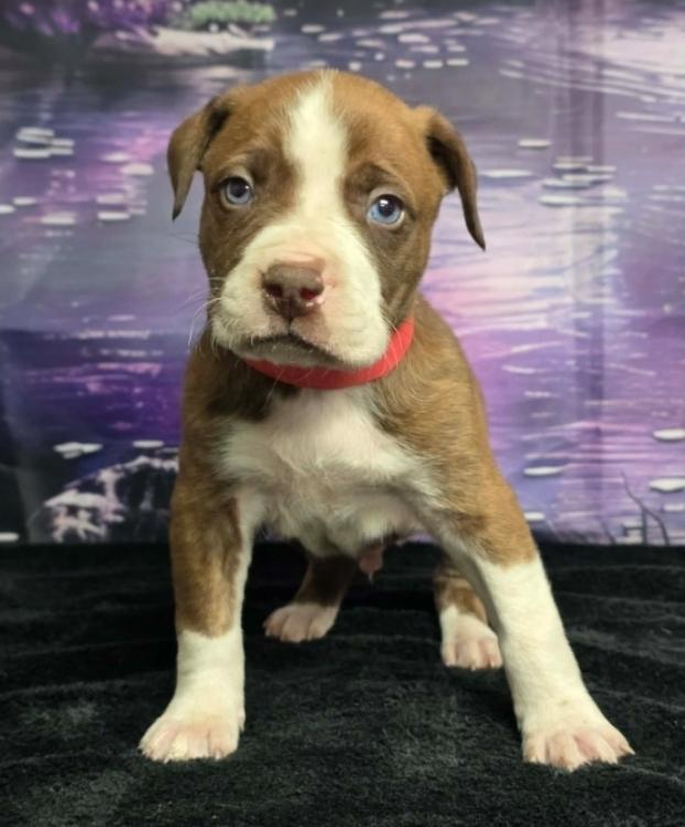 Jam, a Adoptable mixed breed in Sedalia, CO image 2/2