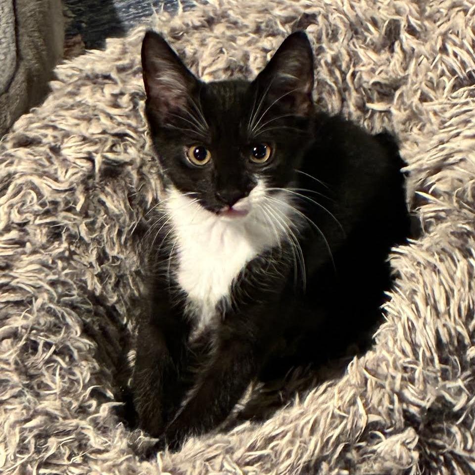 Rocky Road, Adoptable, Kitten Male Domestic Short Hair.