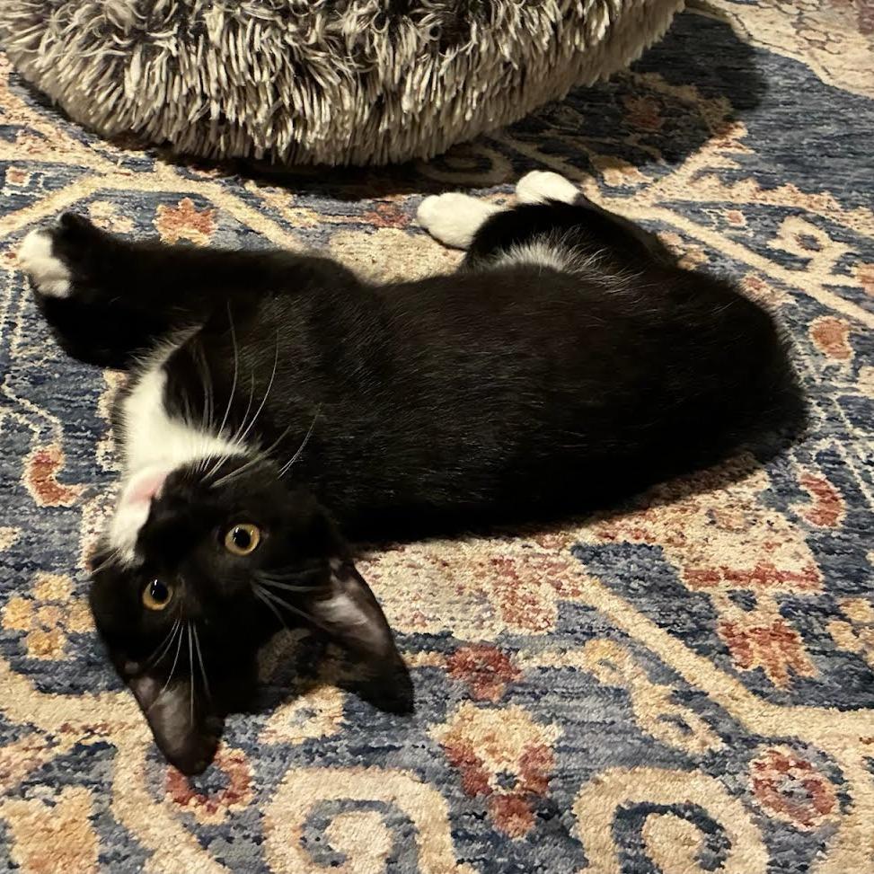 Enlarge Rocky Road, a Adoptable Domestic Short Hair in East Hanover, NJ image 2/6