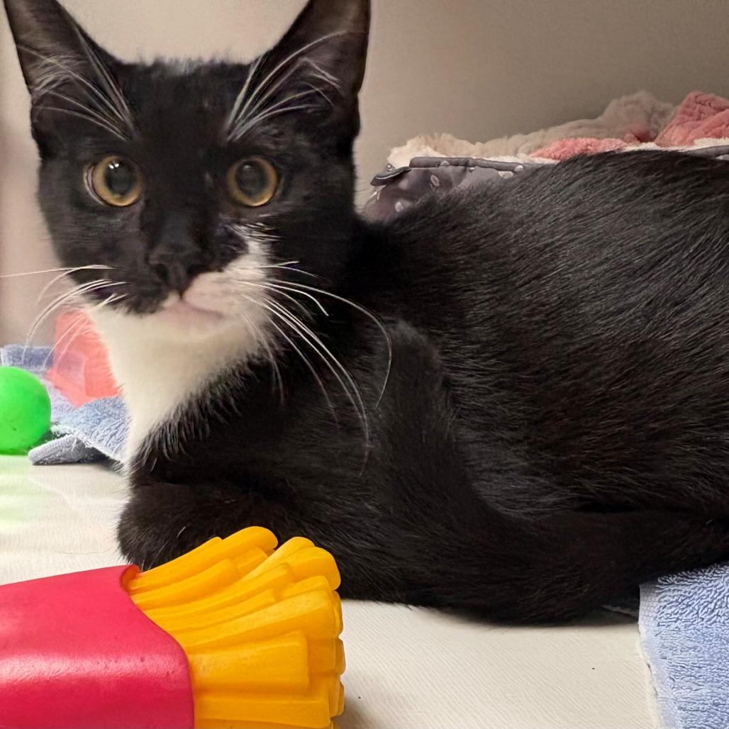 Enlarge Rocky Road, a Adoptable Domestic Short Hair in East Hanover, NJ image 4/6