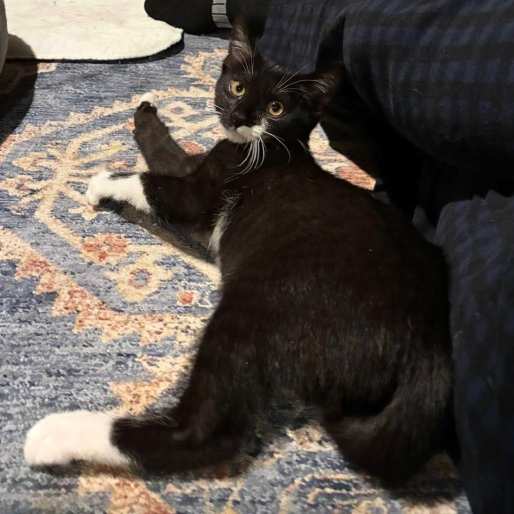 Enlarge Rocky Road, a Adoptable Domestic Short Hair in East Hanover, NJ image 5/6