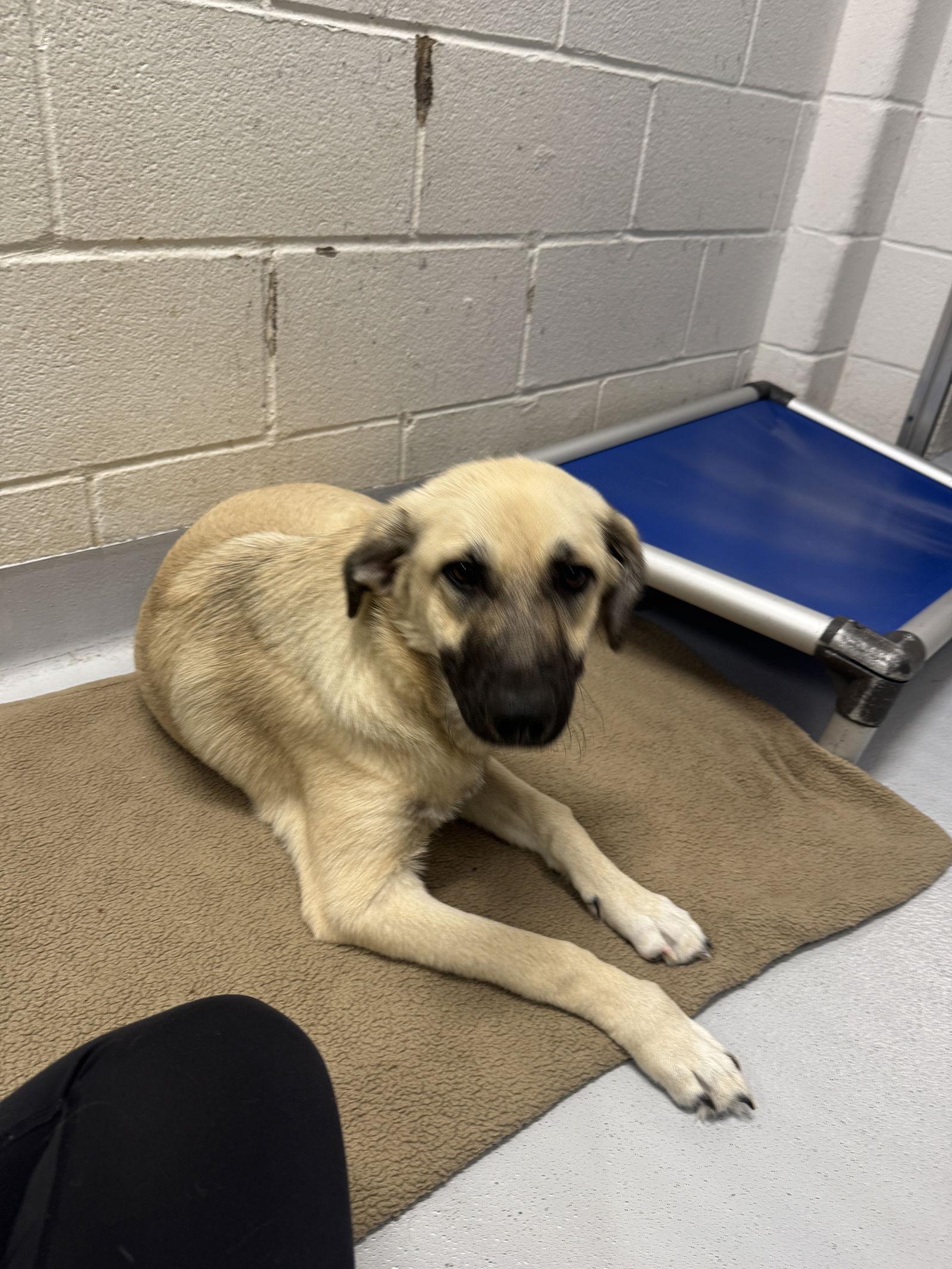 Tinkerbell, Adoptable, Young Female Anatolian Shepherd.