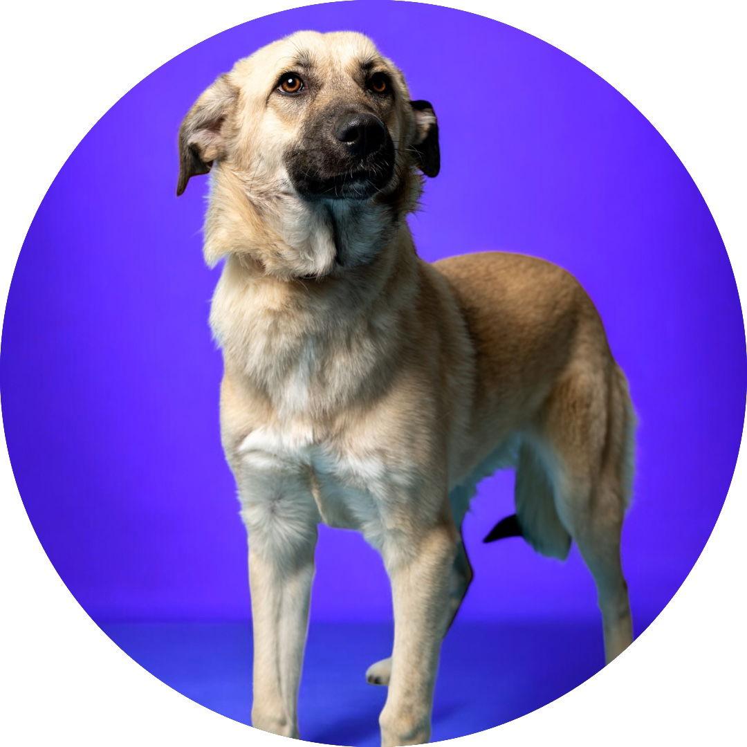 Enlarge Tinkerbell, a Adoptable Anatolian Shepherd in Richardson, TX image 2/2