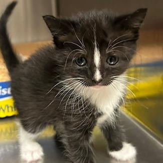 Heathers, Adoptable, Kitten Female Domestic Medium Hair.