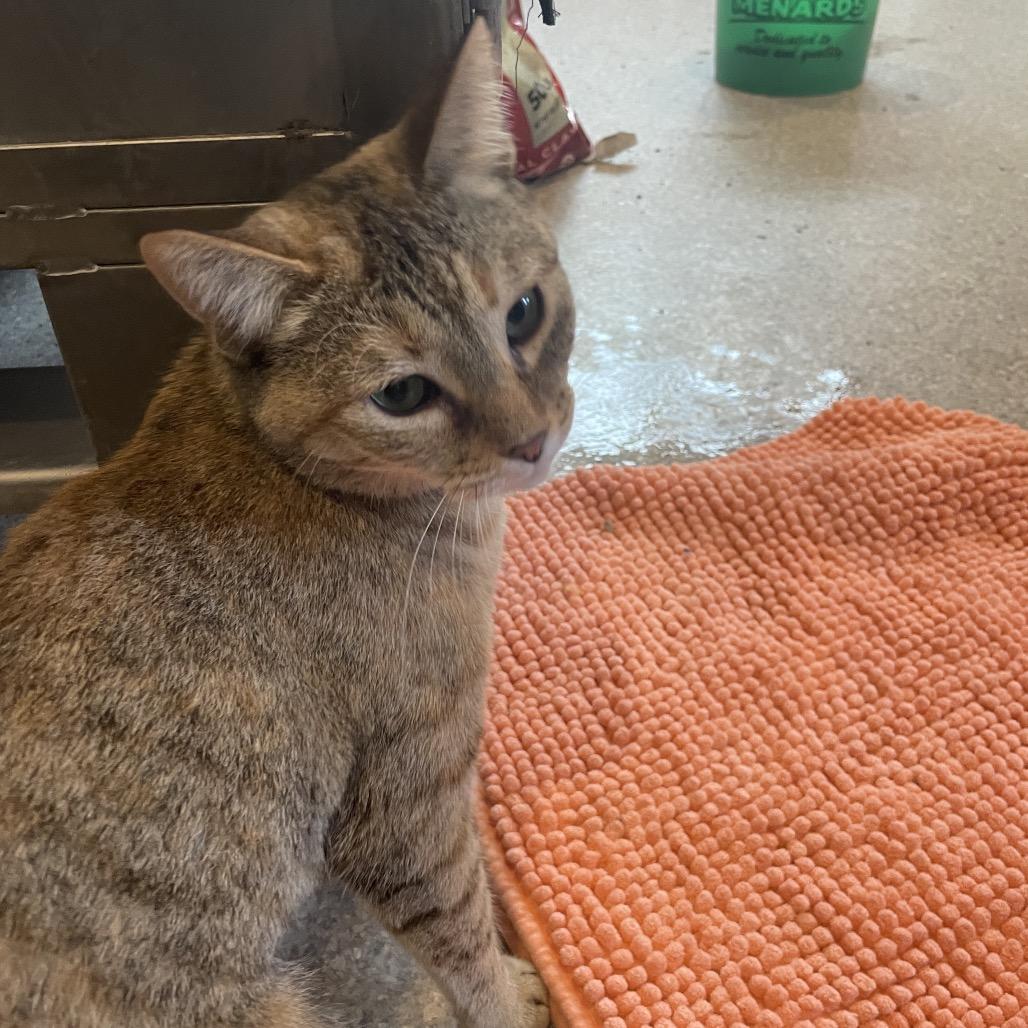 Hermione, Adoptable, Adult Female Domestic Short Hair.