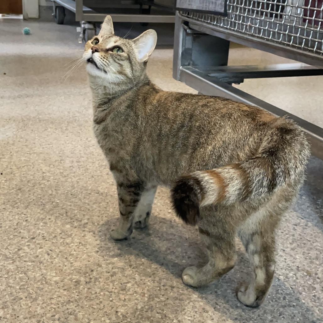 Enlarge Hermione, a Adoptable Domestic Short Hair in South Haven, MI image 2/6