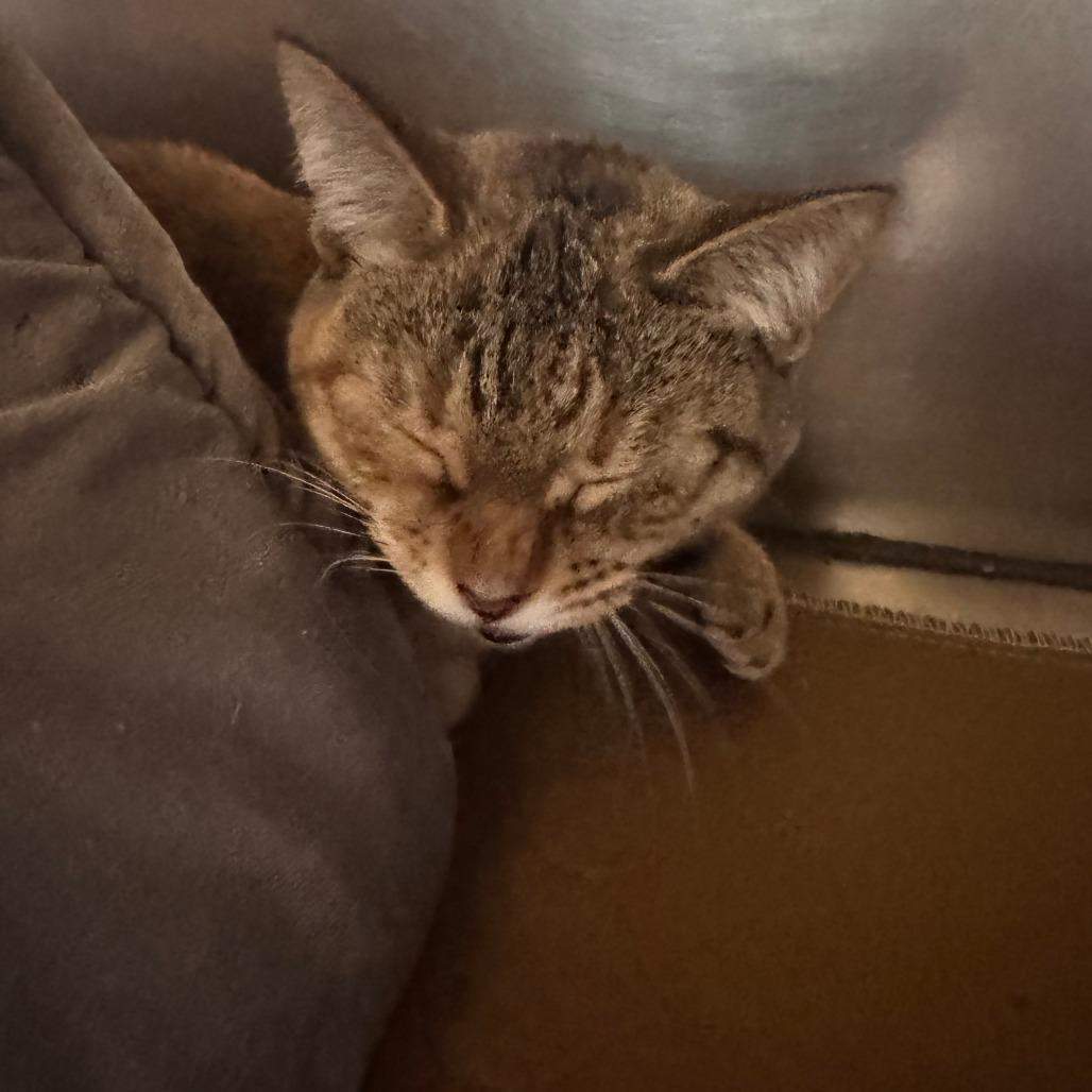 Enlarge Hermione, a Adoptable Domestic Short Hair in South Haven, MI image 2/5