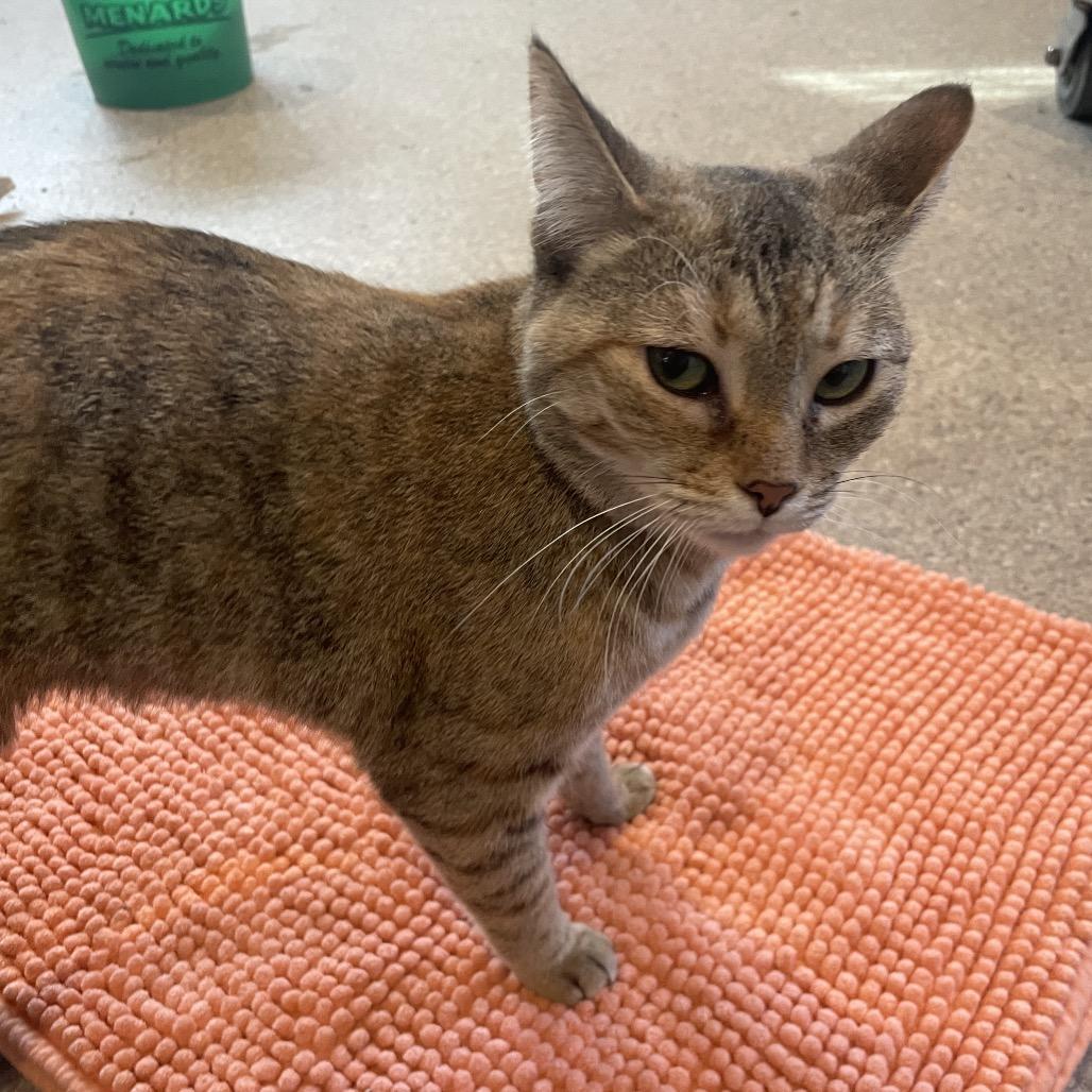 Enlarge Hermione, a Adoptable Domestic Short Hair in South Haven, MI image 3/5