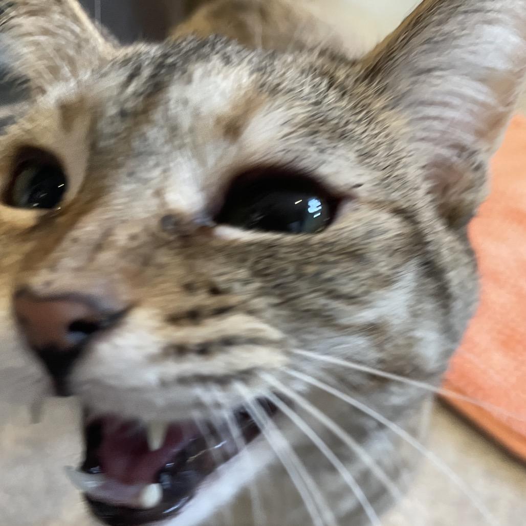 Enlarge Hermione, a Adoptable Domestic Short Hair in South Haven, MI image 4/5