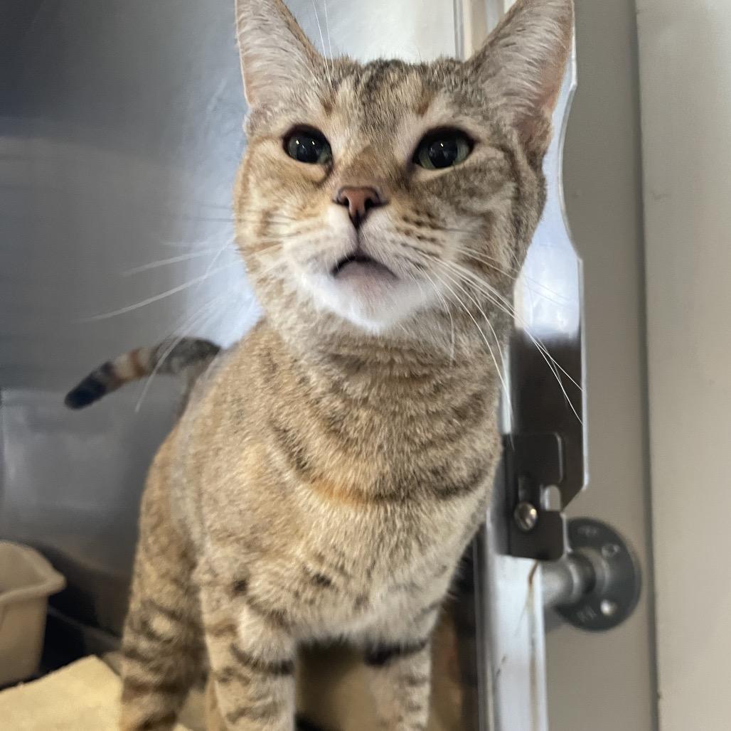 Enlarge Hermione, a Adoptable Domestic Short Hair in South Haven, MI image 5/5