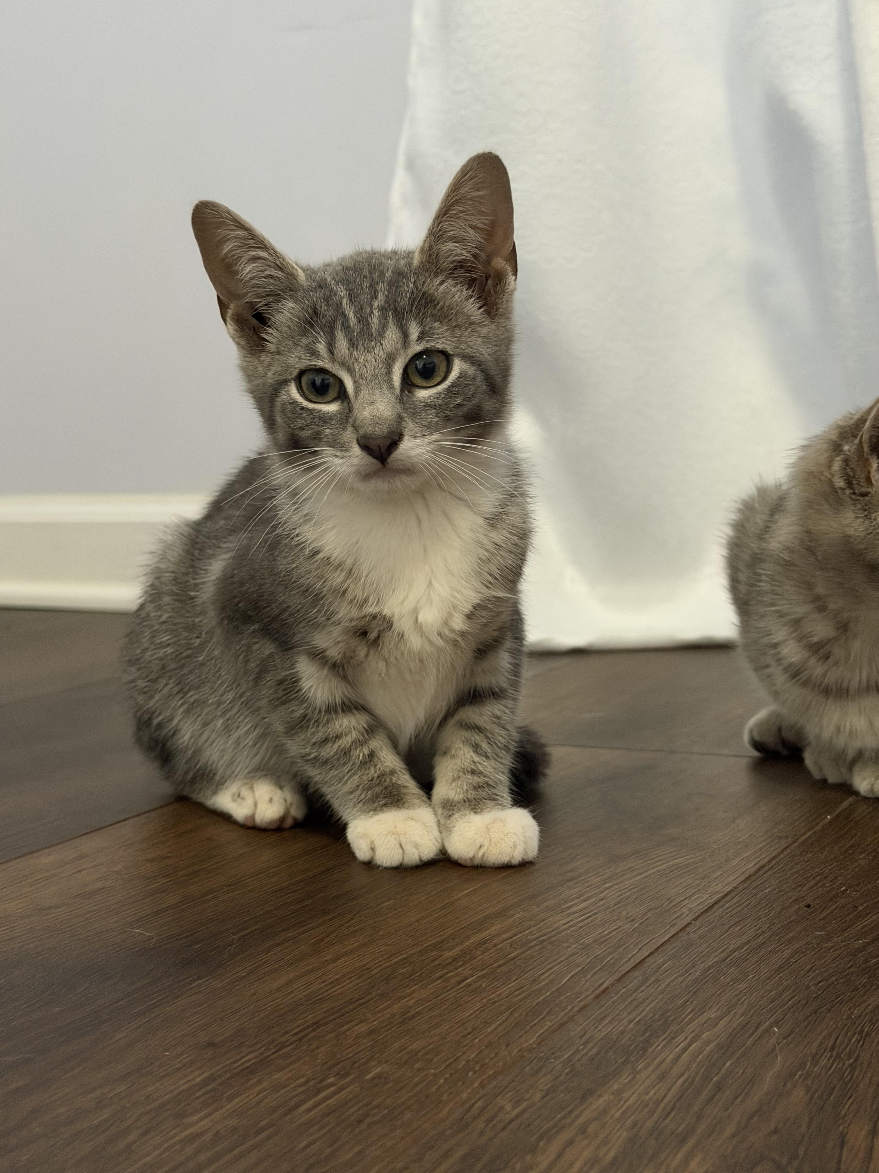 Larry, adopted, Young Male Domestic Short Hair.