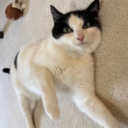 Enlarge Serenity of the Velvet Paws, a ADOPTABLE American Shorthair in Bristow, VA image 3/3