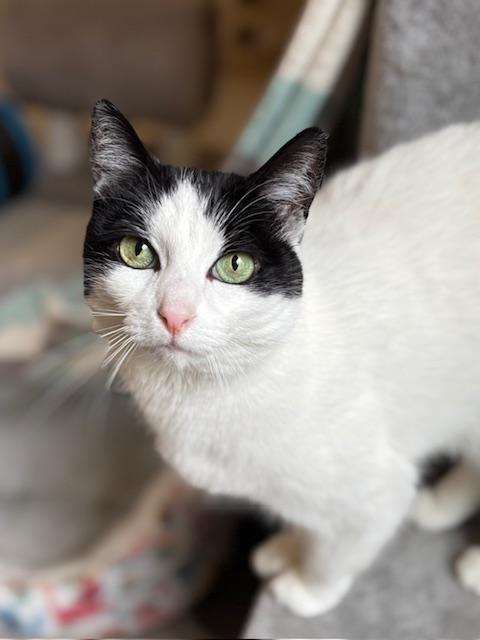 Enlarge Serenity of the Velvet Paws, a ADOPTABLE American Shorthair in Bristow, VA image 1/3