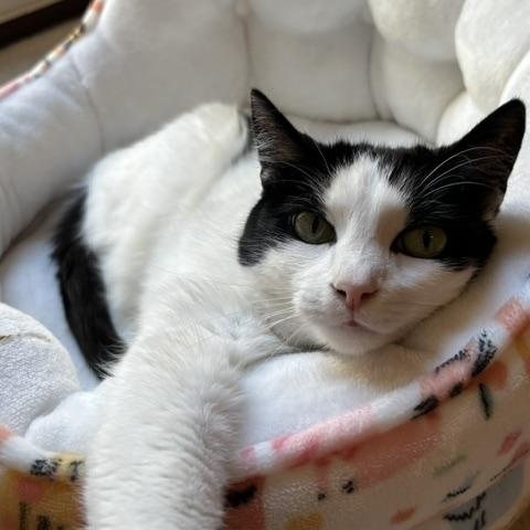Serenity of the Velvet Paws, a ADOPTABLE American Shorthair in Bristow, VA image 1/4