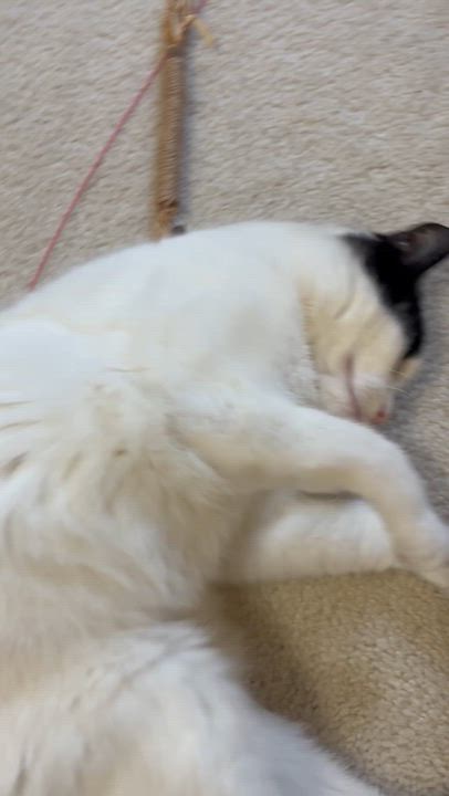 Enlarge Serenity of the Velvet Paws, a ADOPTABLE American Shorthair in Bristow, VA video 2/3