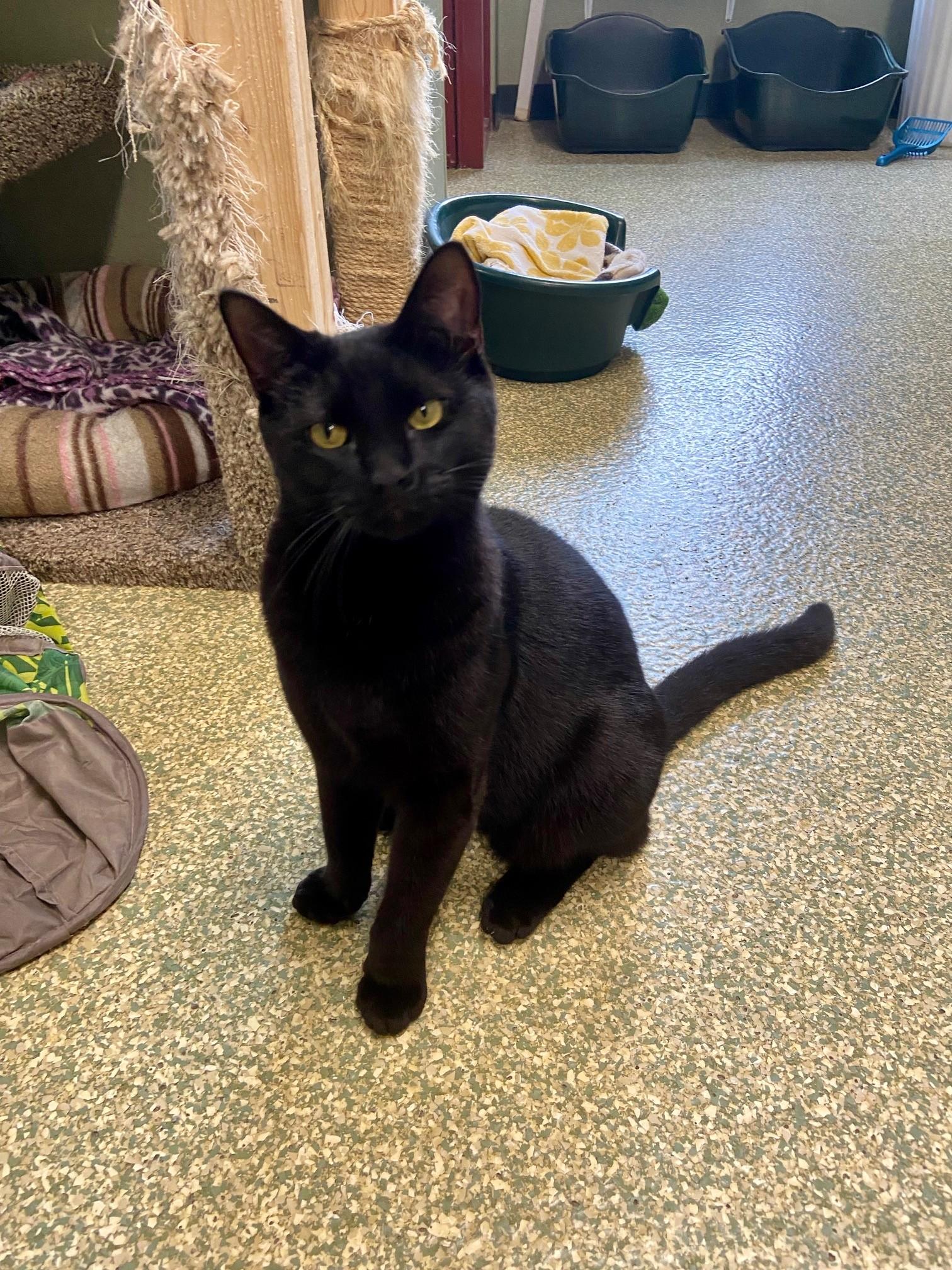 Loki, Adoptable, Adult Male Domestic Short Hair.