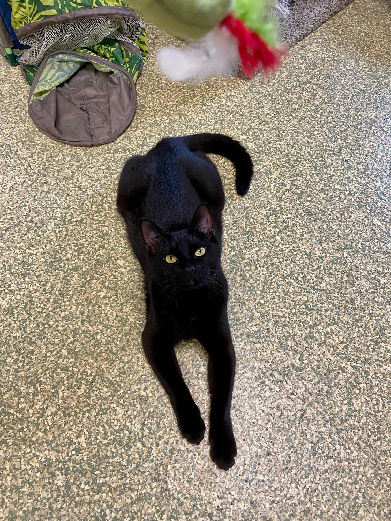 Enlarge Loki, a Adoptable Domestic Short Hair in Warwick, RI image 2/4