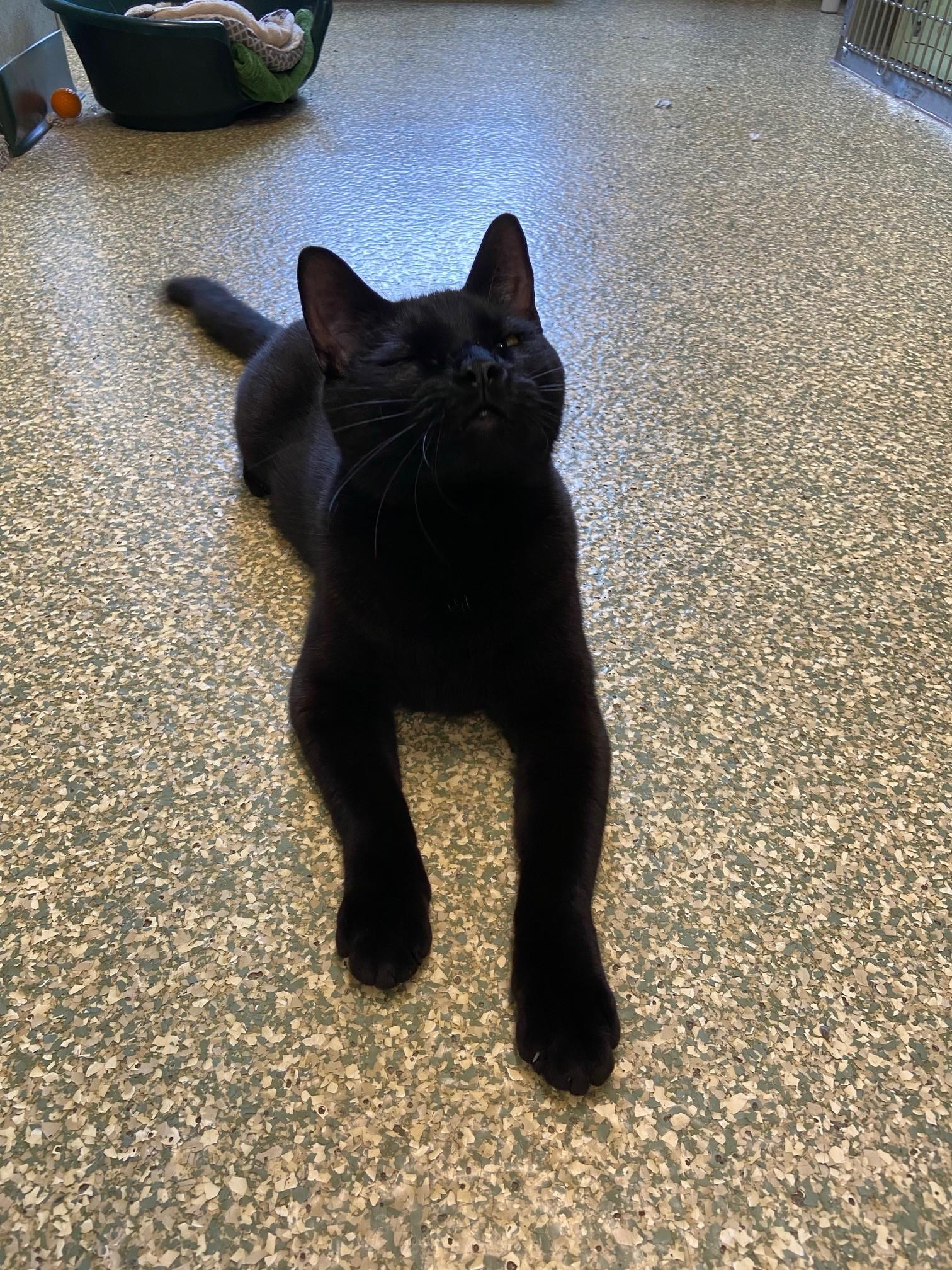 Enlarge Loki, a Adoptable Domestic Short Hair in Warwick, RI image 3/4