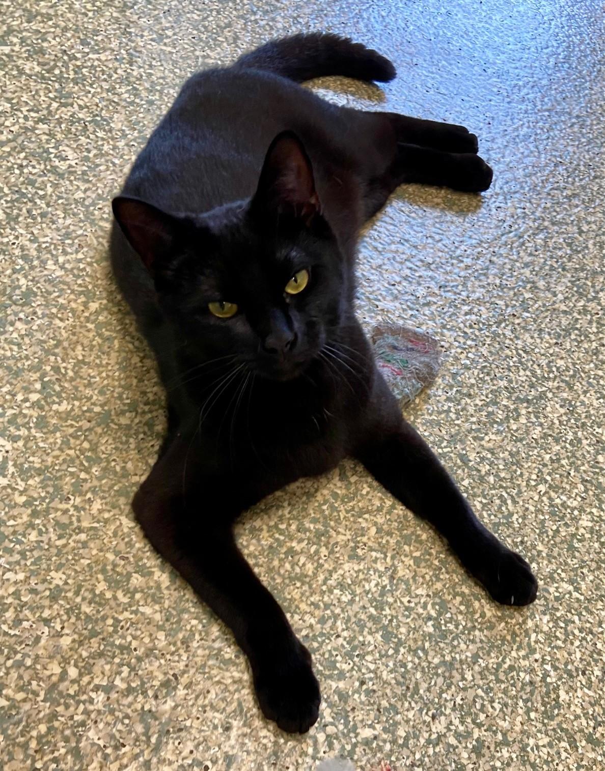 Enlarge Loki, a Adoptable Domestic Short Hair in Warwick, RI image 4/4