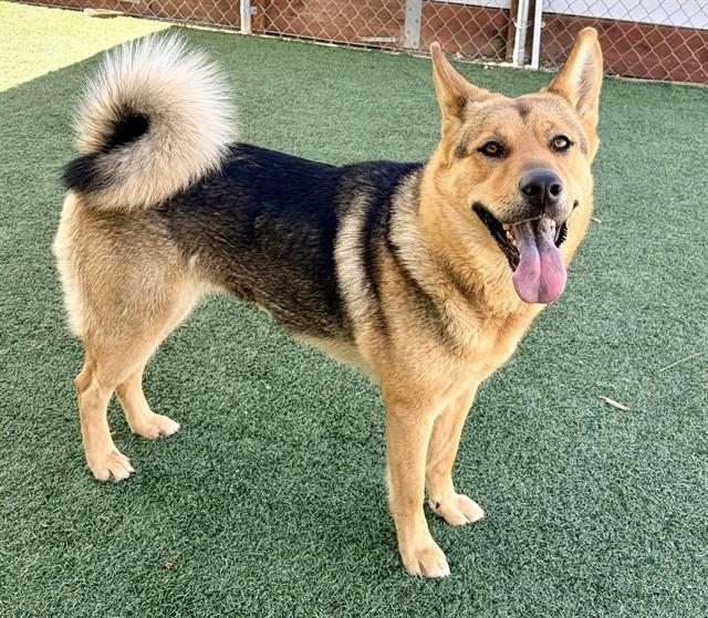 Enlarge JESSY, a Adoptable mixed breed in Salinas, CA image 1/1