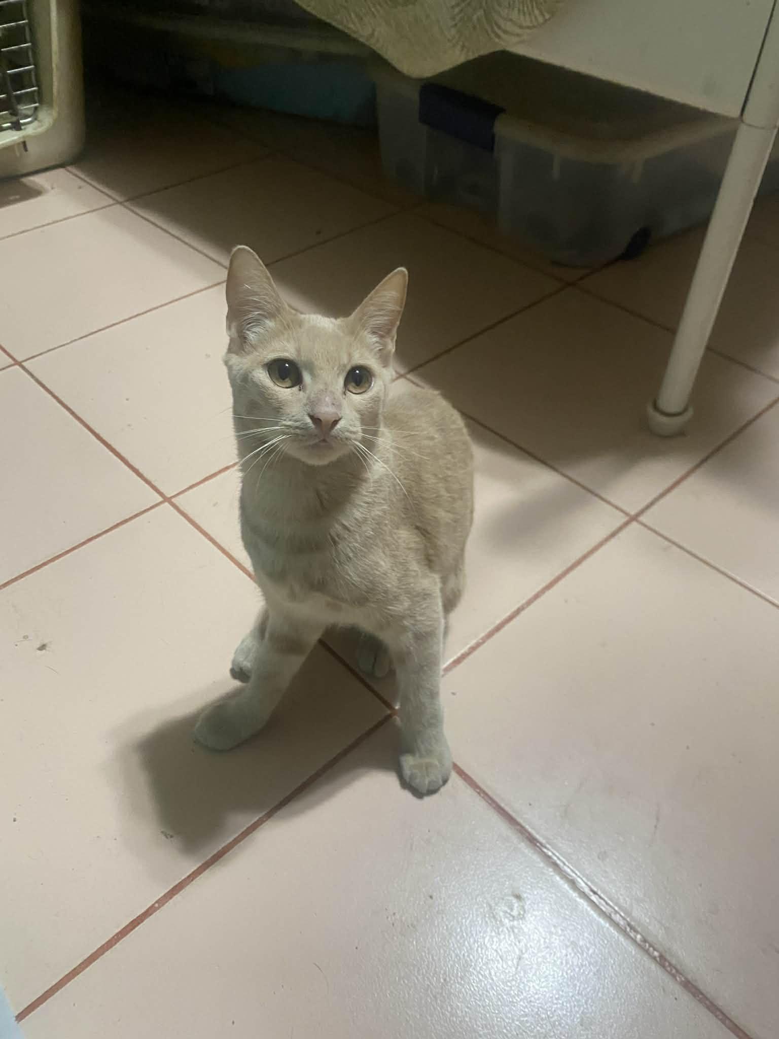 Enlarge GINGER, an adopted mixed breed in Villalba, PR image 1/1