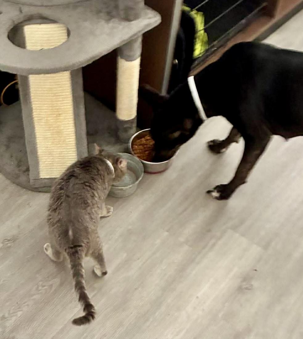 Enlarge Amaya , a Adoptable Australian Cattle Dog / Blue Heeler in Vancouver , WA image 2/6