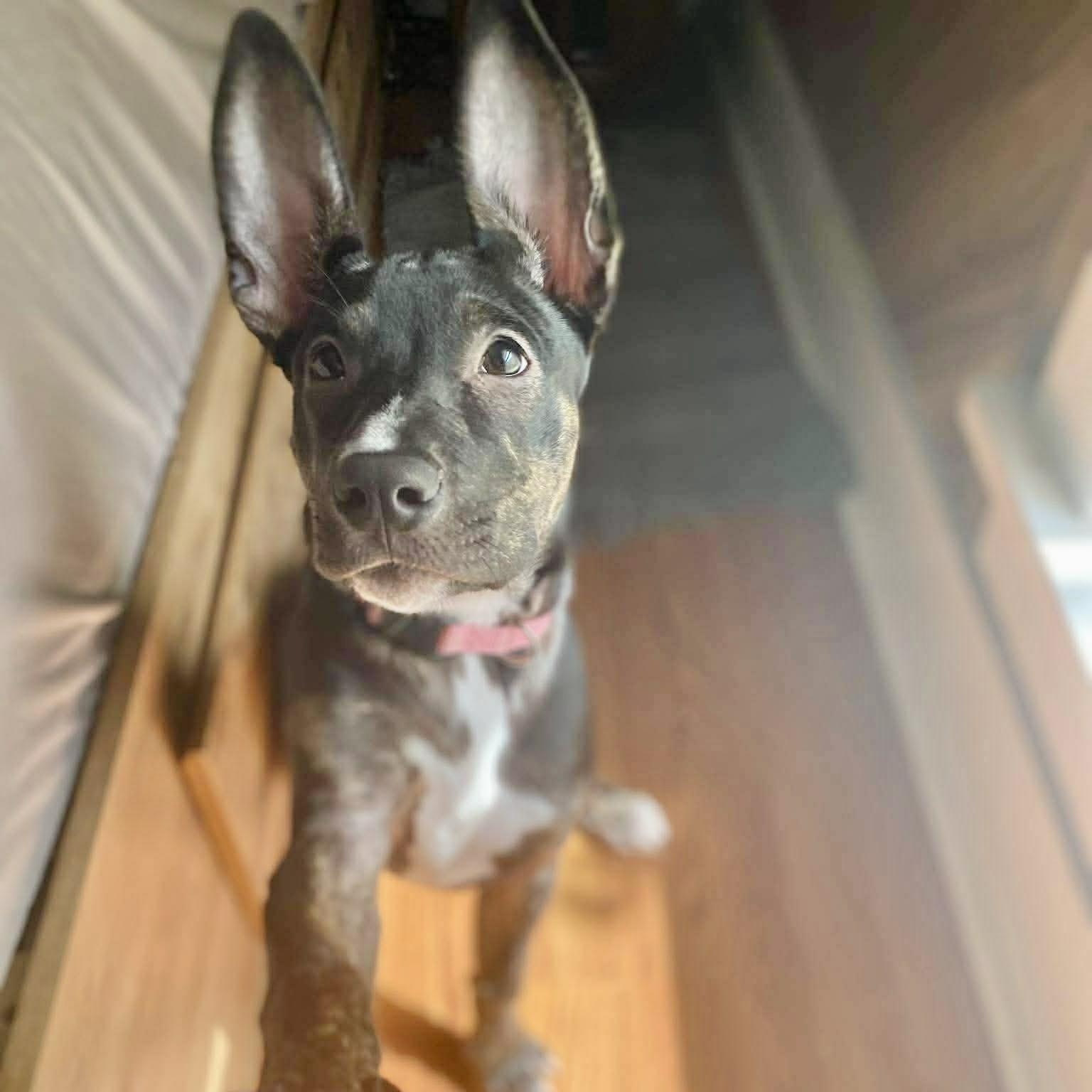 Enlarge Amaya , a Adoptable Australian Cattle Dog / Blue Heeler in Vancouver , WA image 3/6