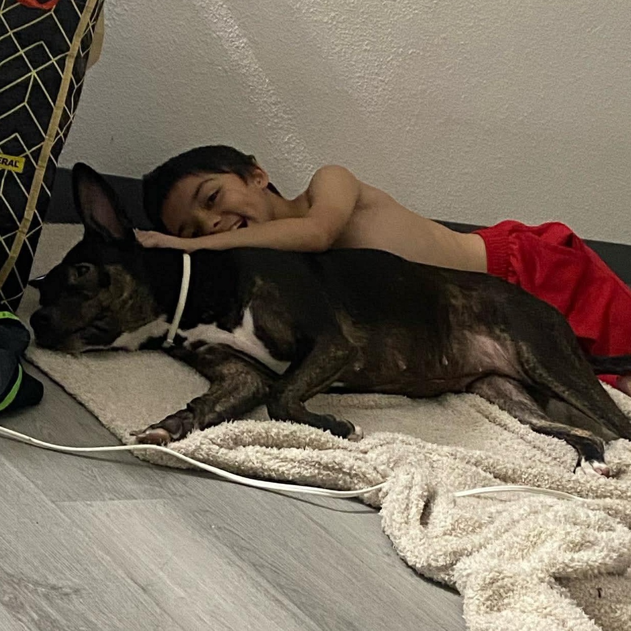 Enlarge Amaya , a Adoptable Australian Cattle Dog / Blue Heeler in Vancouver , WA image 5/6