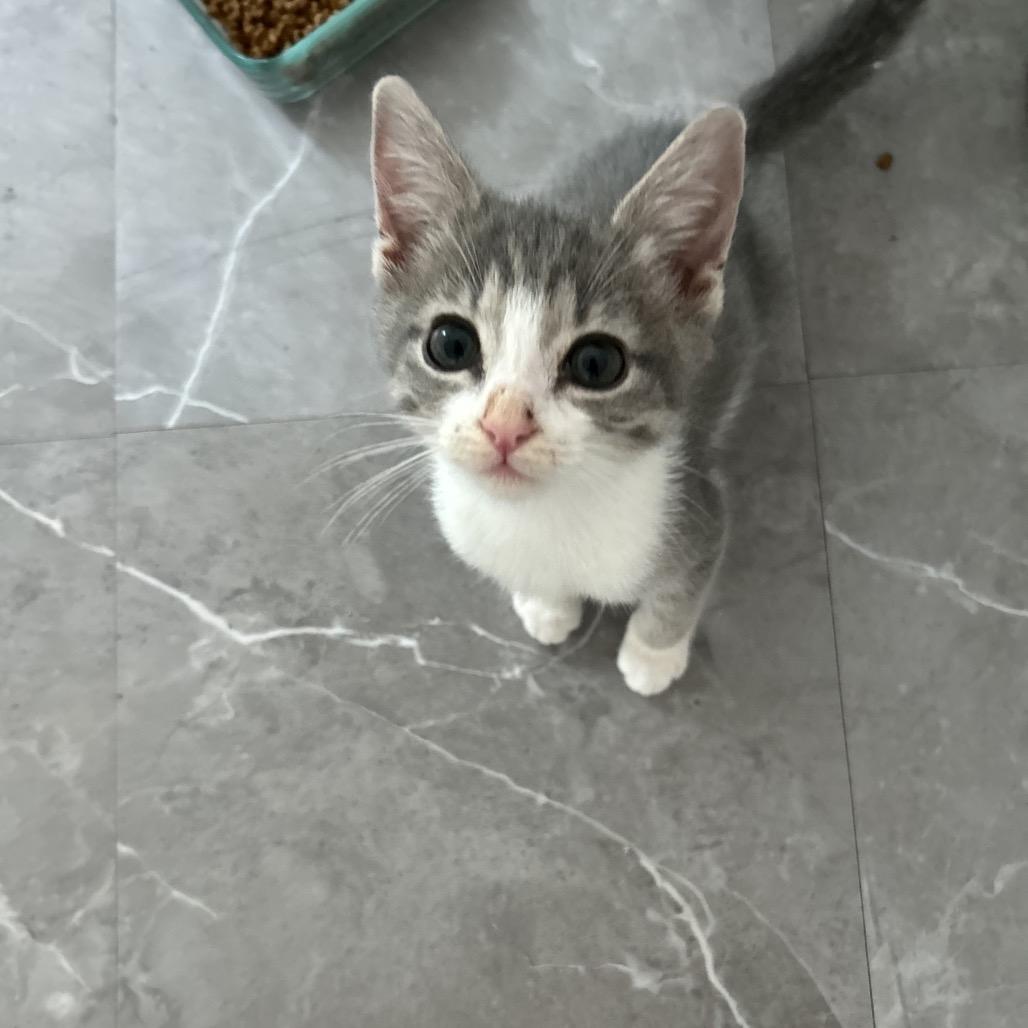 Play-doh, Adoptable, Kitten Male Domestic Short Hair.