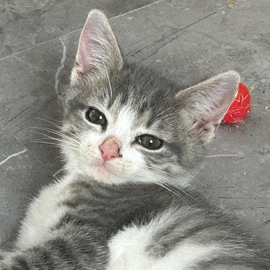Enlarge Play-doh, a Adoptable Domestic Short Hair in Fayetteville, GA image 2/6