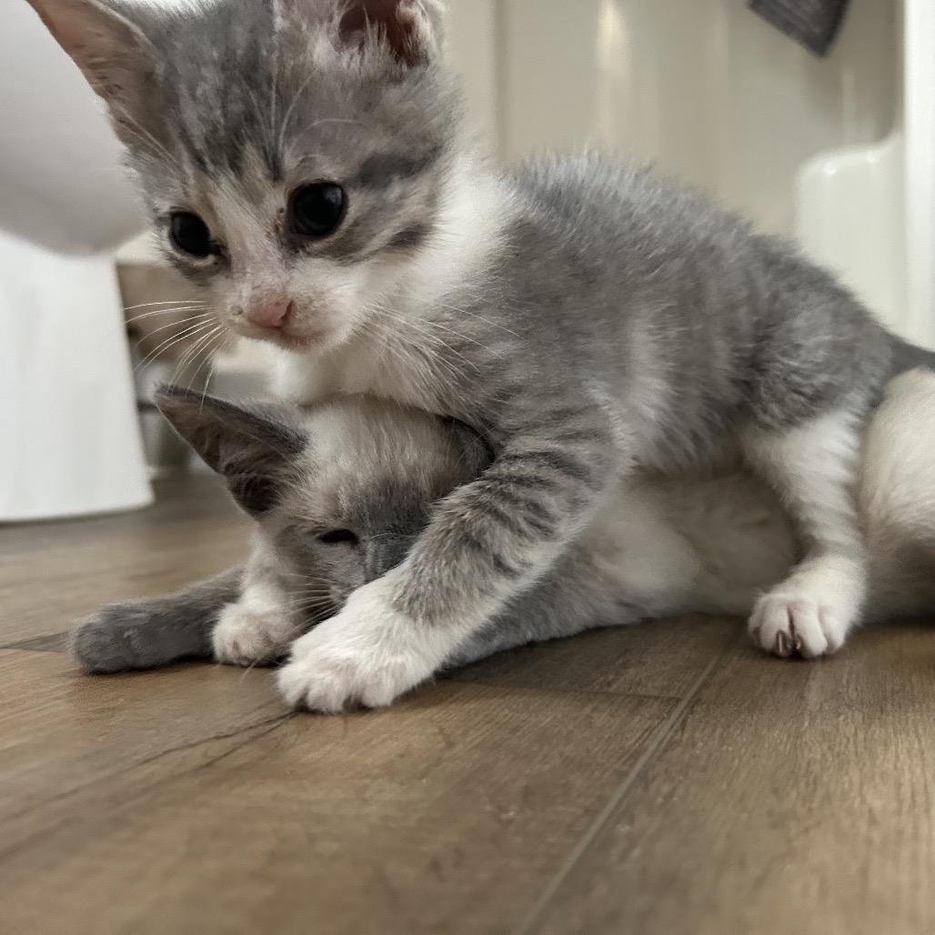 Enlarge Play-doh, a Adoptable Domestic Short Hair in Fayetteville, GA image 3/6