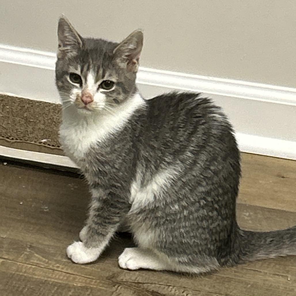 Enlarge Play-doh, a Adoptable Domestic Short Hair in Fayetteville, GA image 5/6