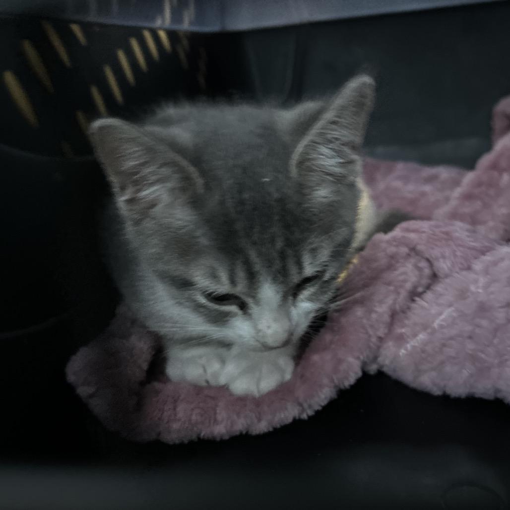 Enlarge Play-doh, a Adoptable Domestic Short Hair in Fayetteville, GA image 6/6