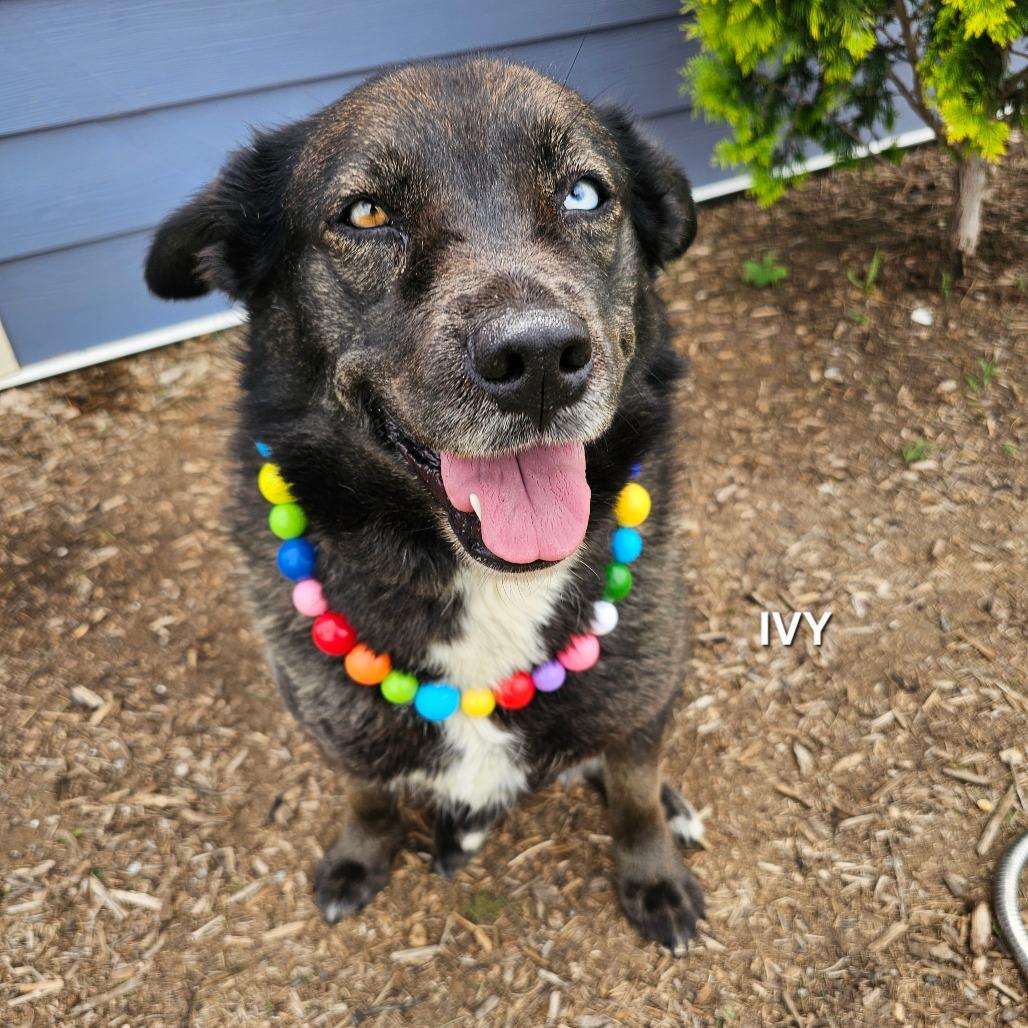 Ivy, Adoptable, Young Female Akita & Husky.