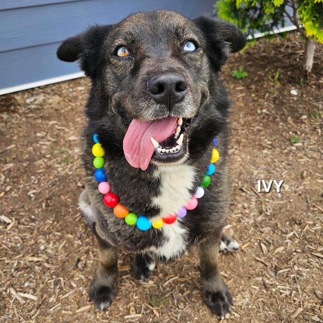 Enlarge Ivy, a Adoptable mixed breed in Madisonville, TN image 2/3