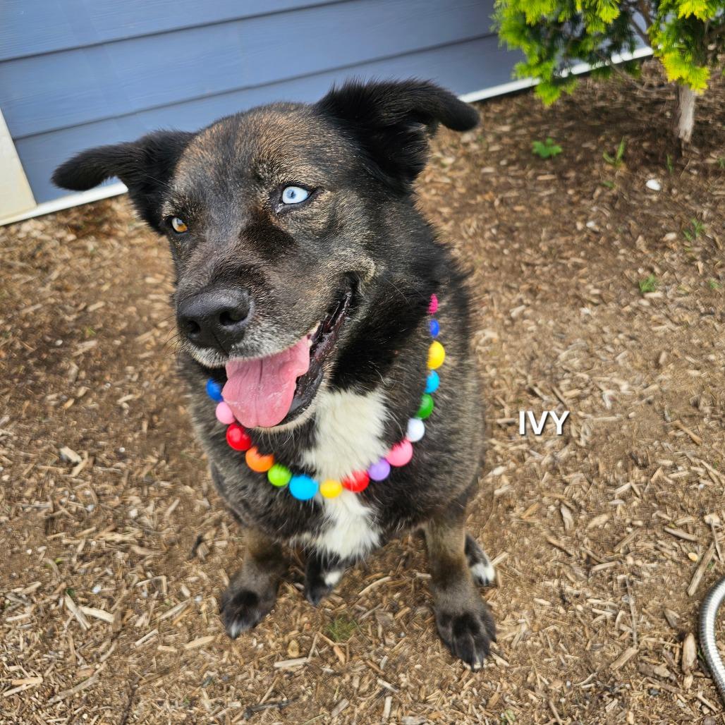 Enlarge Ivy, a Adoptable mixed breed in Madisonville, TN image 3/3