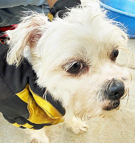 Coco Puff, ADOPTABLE, Young Female Maltese & West Highland White Terrier / Westie.
