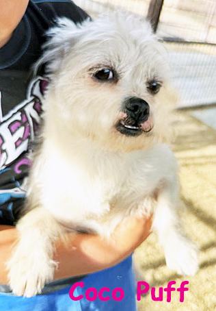 Coco Puff, an adopted mixed breed in Poway, CA image 1/6