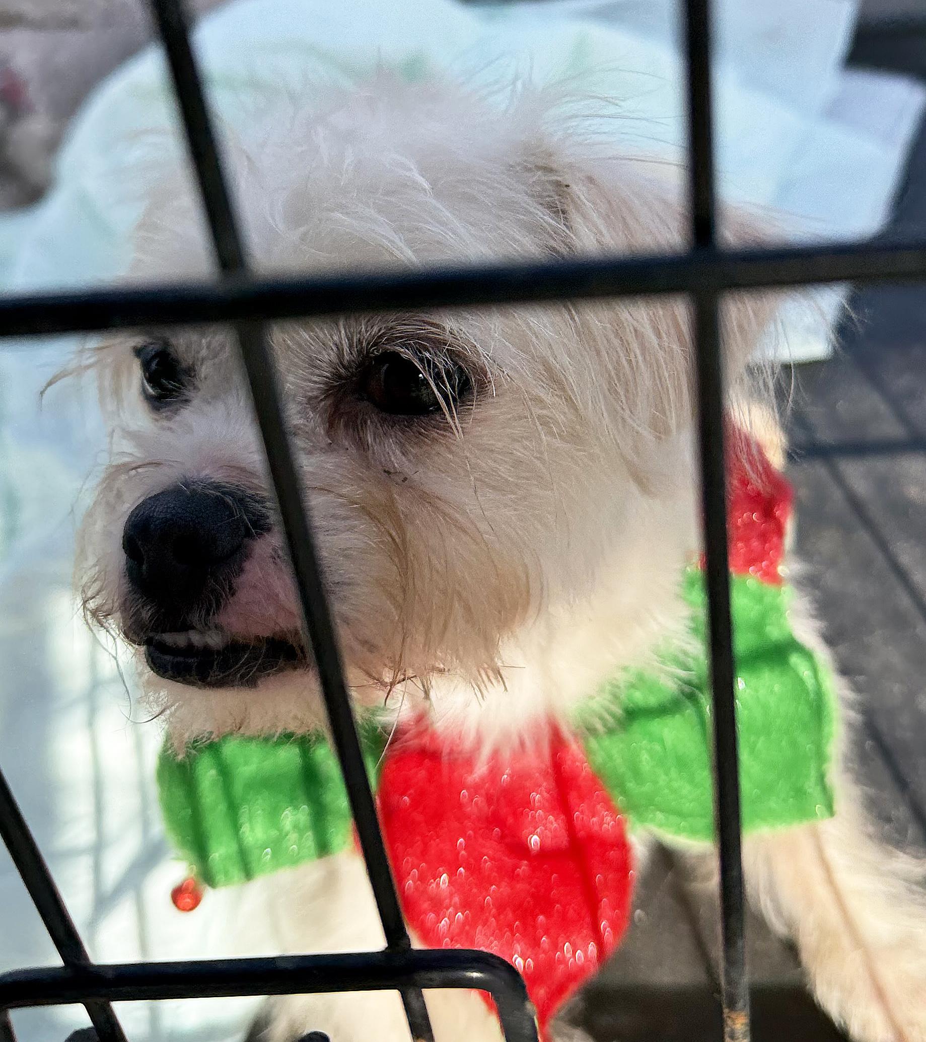 Coco Puff, a ADOPTABLE mixed breed in Poway, CA image 2/5