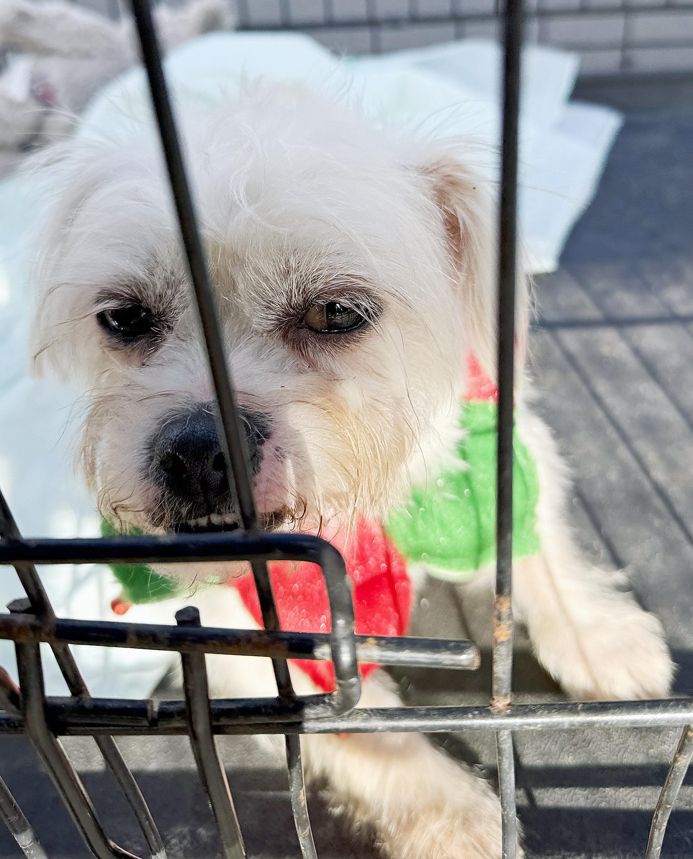 Coco Puff, a ADOPTABLE mixed breed in Poway, CA image 3/5