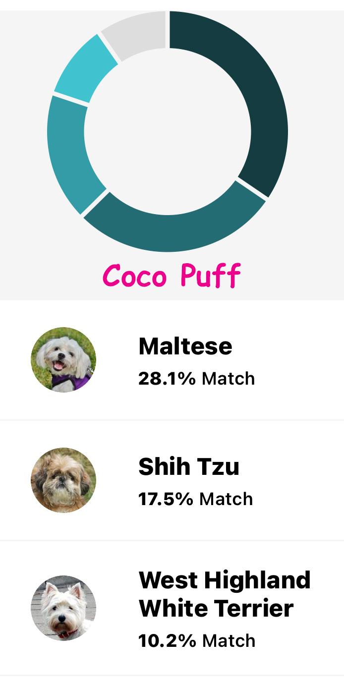 Coco Puff, a ADOPTABLE mixed breed in Poway, CA image 4/5